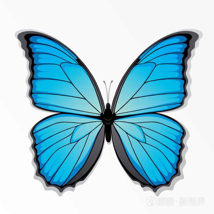 蝴蝶蝶泳轻浮的人游手好闲的人