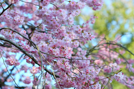 春天的日本樱花