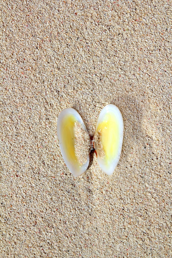 加勒比海海滩沙滩上的蛤蜊壳
