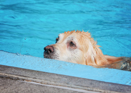 在公共游泳池里游泳的狗