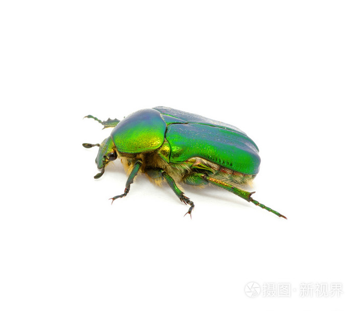 绿甲虫