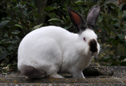 加州品种的兔子