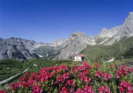 Steinseehuette 高山小屋, 红色杜鹃花开花, Lechtal 阿尔卑斯, 蒂罗尔, 奥地利, 欧洲