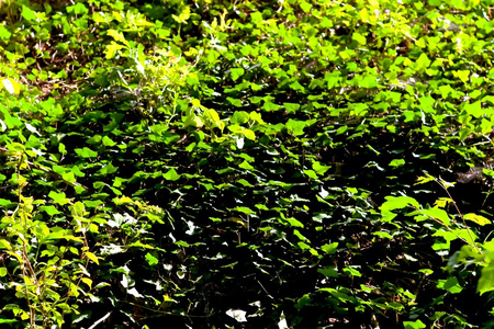 野生植物