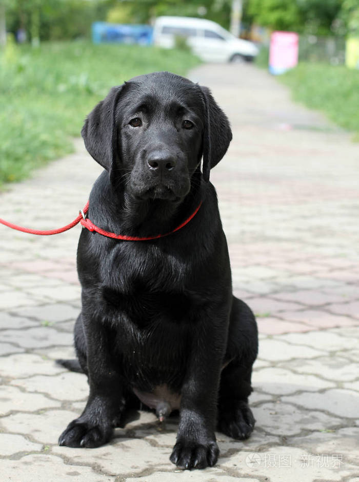公园里的黑色拉布拉多小狗