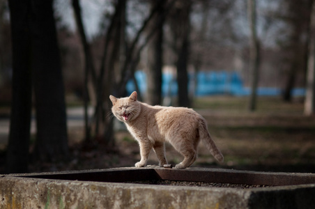 流浪猫 野猫图片