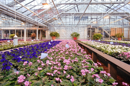 温室,花房 [军] 俚>周围有玻璃的座舱,轰炸员舱照片