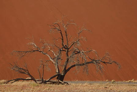 巨大沙丘前的枯树