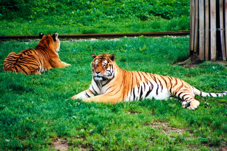 老虎 tiger的名词复数  凶猛的人 勇士 猛士