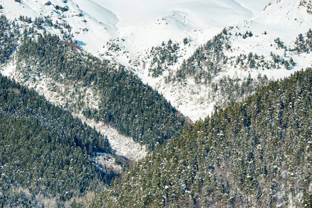 带针叶林的白雪皑皑的冬山