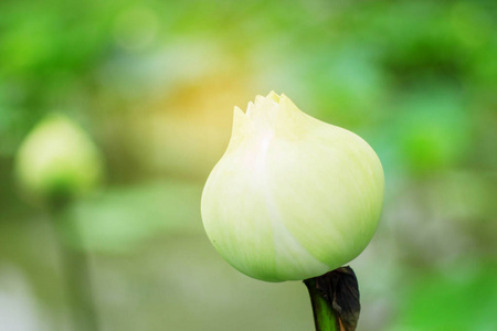 具有绿色背景的白莲花