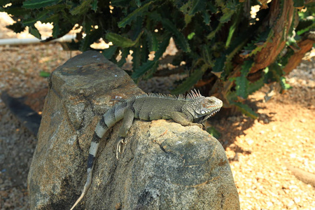 特写观看绿色可爱的鬣蜥坐在岩石上。阿鲁巴岛自然背景