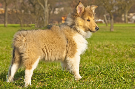 牧羊犬小狗