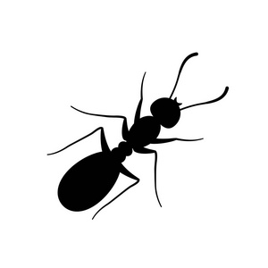 蚂蚁在白色标记黑色