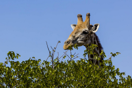 长颈鹿在他 Ethosha 国家公园在纳米比亚