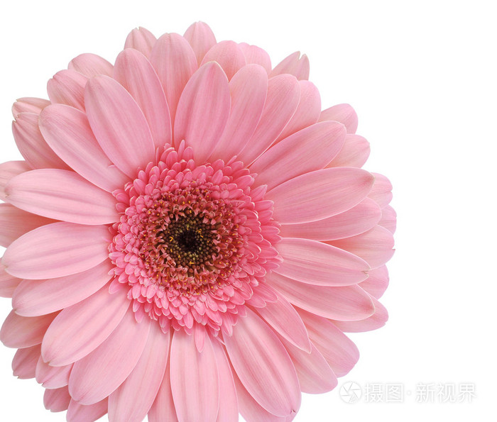 粉红色的非洲菊