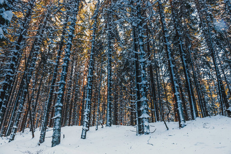 冰冻的森林雪，冬季景观与