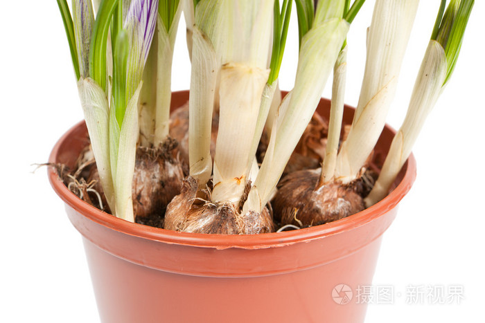 番红花根