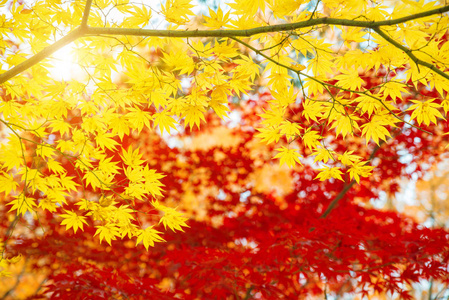 红黄枫叶在秋季与蓝天 blurr