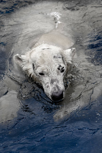 海中的白熊 休斯 maritimus, 在冰中游泳