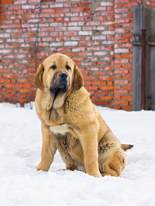 西班牙獒犬