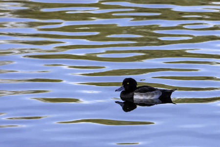 Bedfont 湖国家公园的簇绒鸭游泳