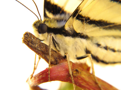 大黑眼睛图片-大黑眼睛素材-大黑眼睛插画-摄图新视界