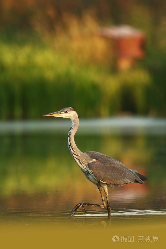 苍鹭霉捷克共和国的野生性质春天的目光美丽的欧洲性质大鸟在水中照片