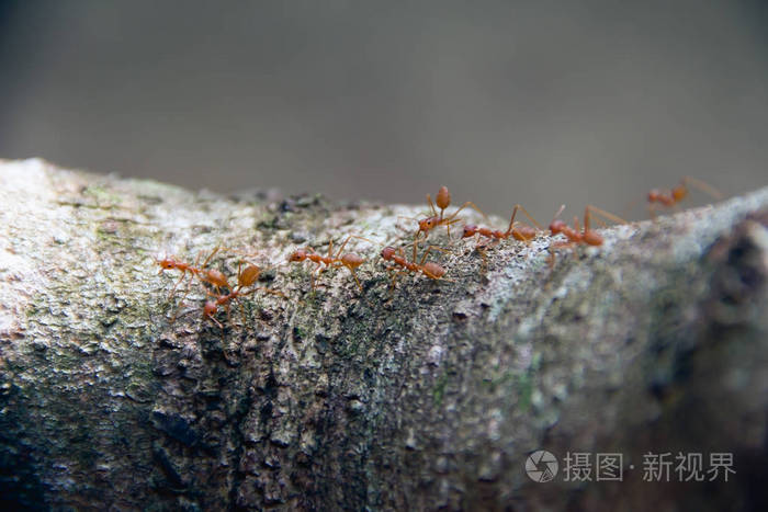 红蚂蚁在树上漫步