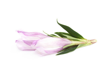 紫罗兰花芽分离
