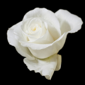 园艺 白玫瑰
