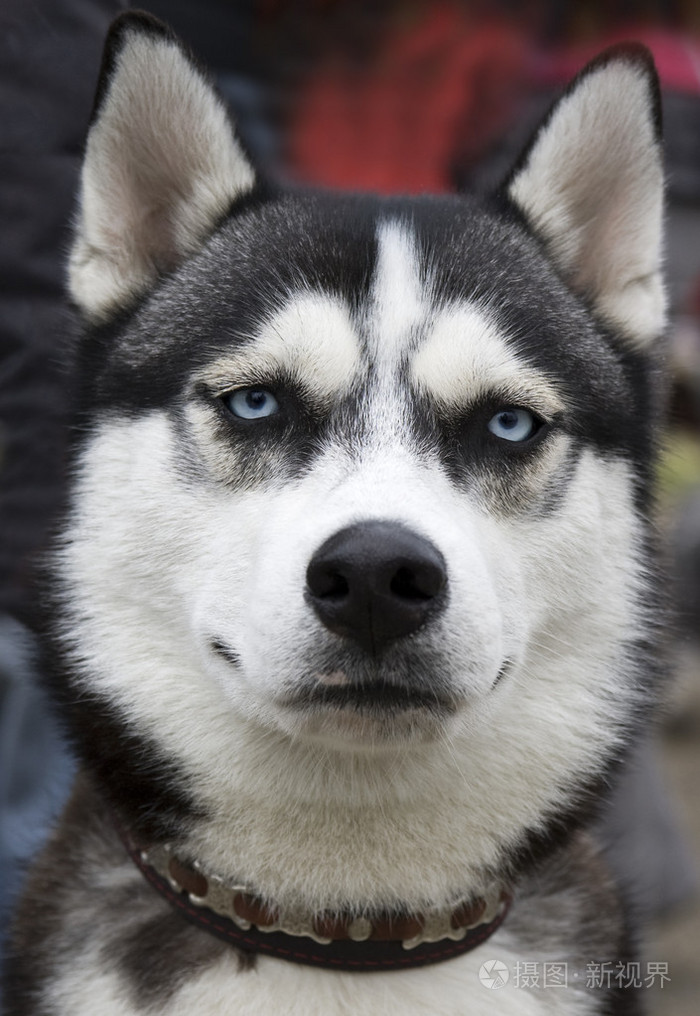 西伯利亚可骑的哈士奇