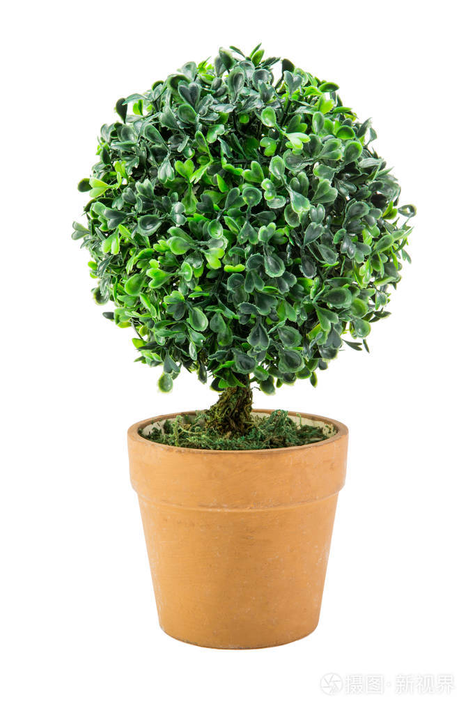 白色背景的塑料盆栽灌木树