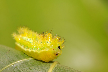 刺生物学刺蛾幼虫照片