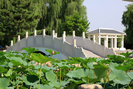 公园里的中国建筑风景图片