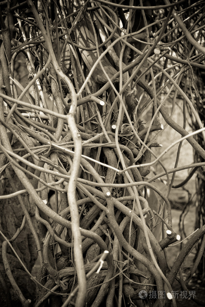 树枝的纹理