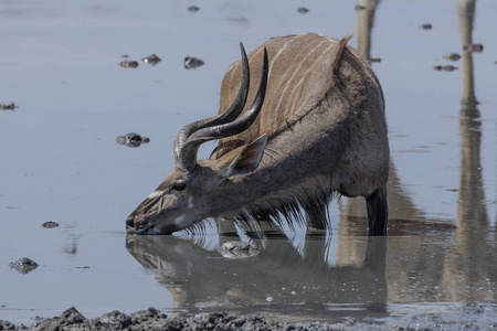 羚公牛在水坑在埃托, 一个国家公园在纳米比亚
