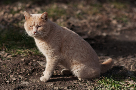 流浪猫 野猫