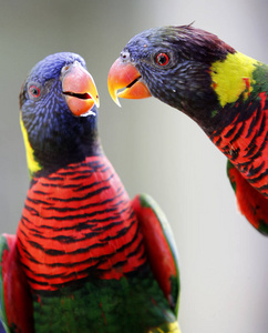 马来西亚吉隆坡鸟类公园的两只鹦鹉