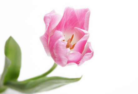白色背景上美丽的粉红色郁金香。