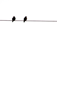 白天的电线上有两只鸟