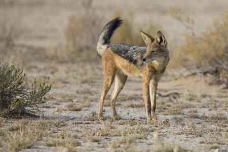 黑背豺狼走在喀拉哈里沙漠寻找食物照片