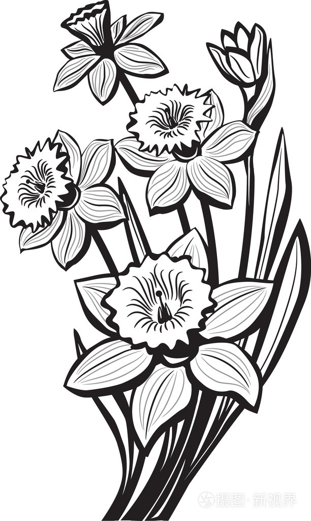 水仙花素描插画 正版商用图片02e975 摄图新视界