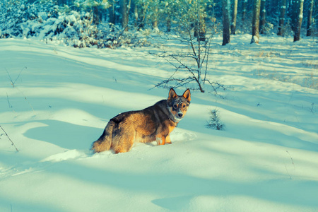 狗在雪地里漫步