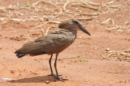 Hamerkop 在塔兰吉雷国家公园的水坑里 Scopus 鹳