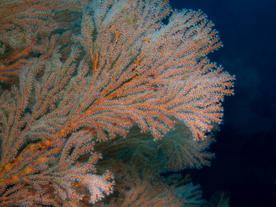 柳珊瑚，菲律宾吕宋岛，阿尼洛