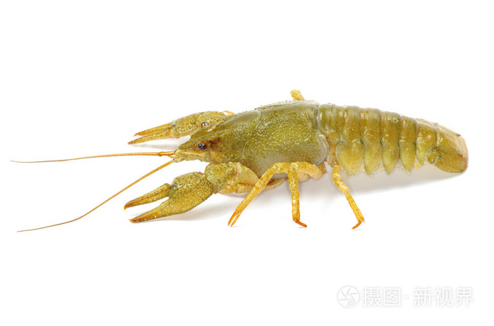 白色小龙虾