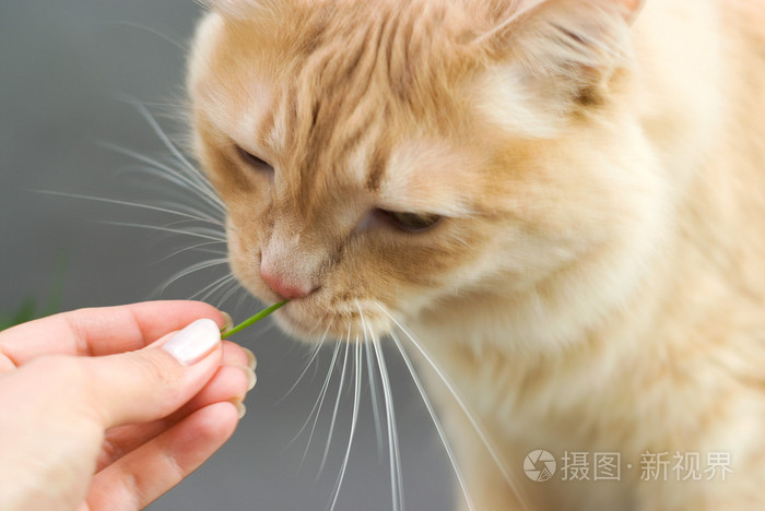 挪威猫吃新鲜的草