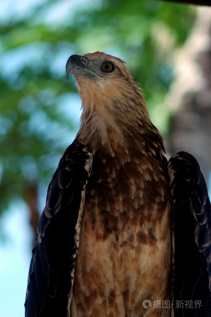 海龟岛上的一只鹰