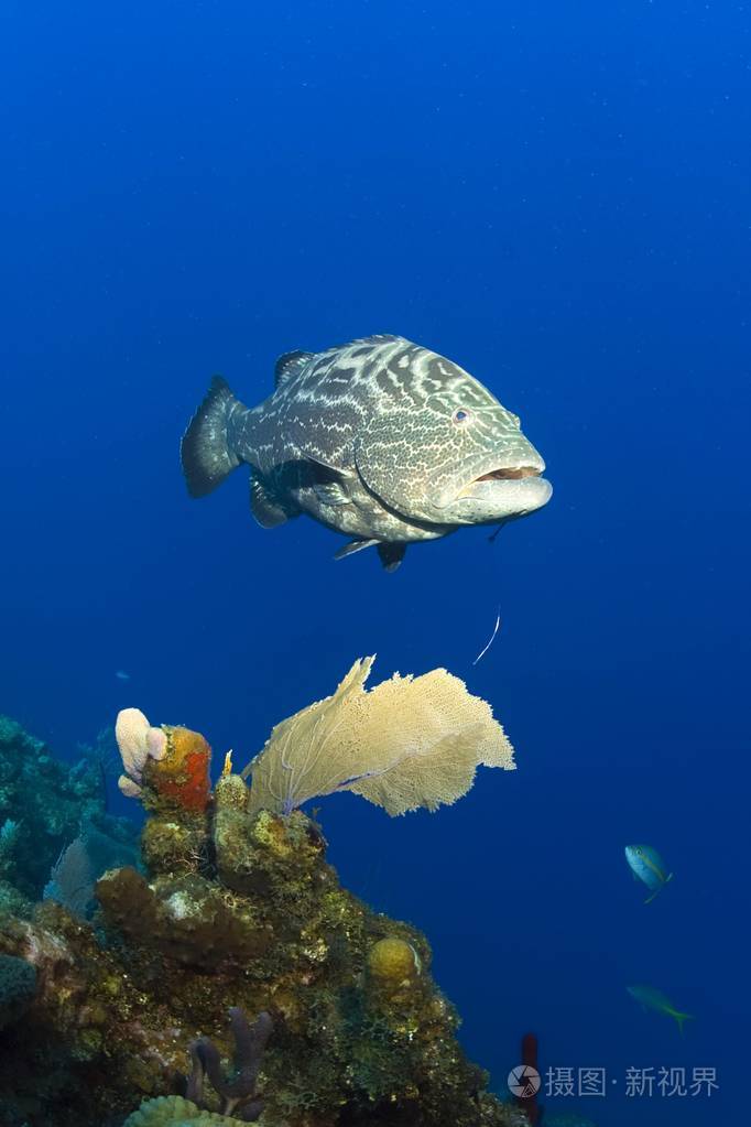 黑石斑鱼 mycteroperca bonaci 鱼在加勒比海, 北美洲